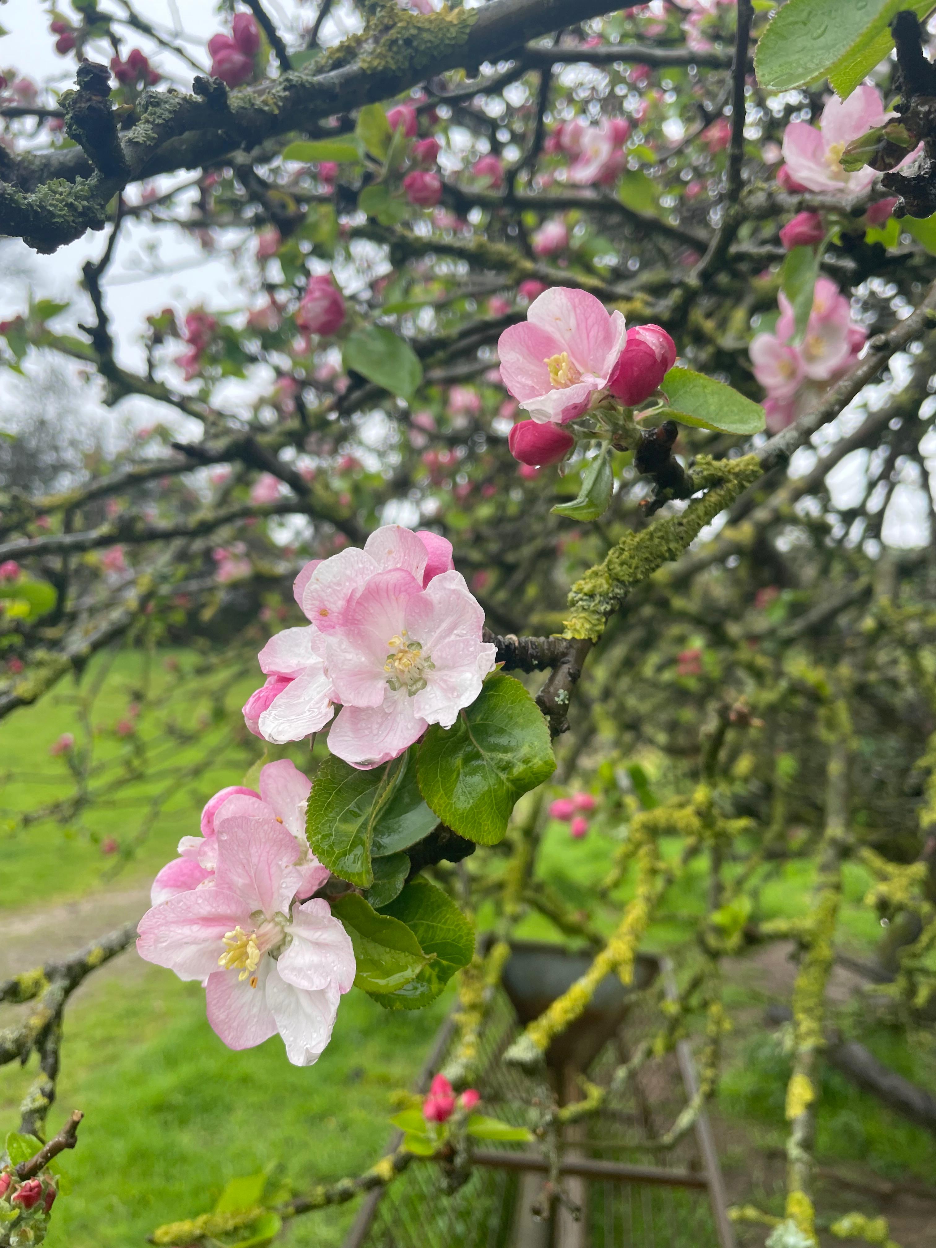 Pink blossoms